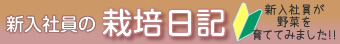 新入社員の栽培日記